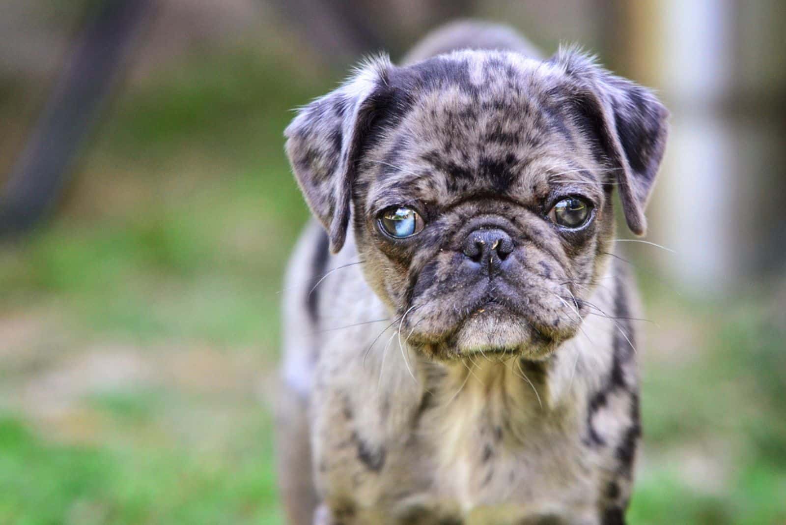 pug merle con un ojo azul vigilando