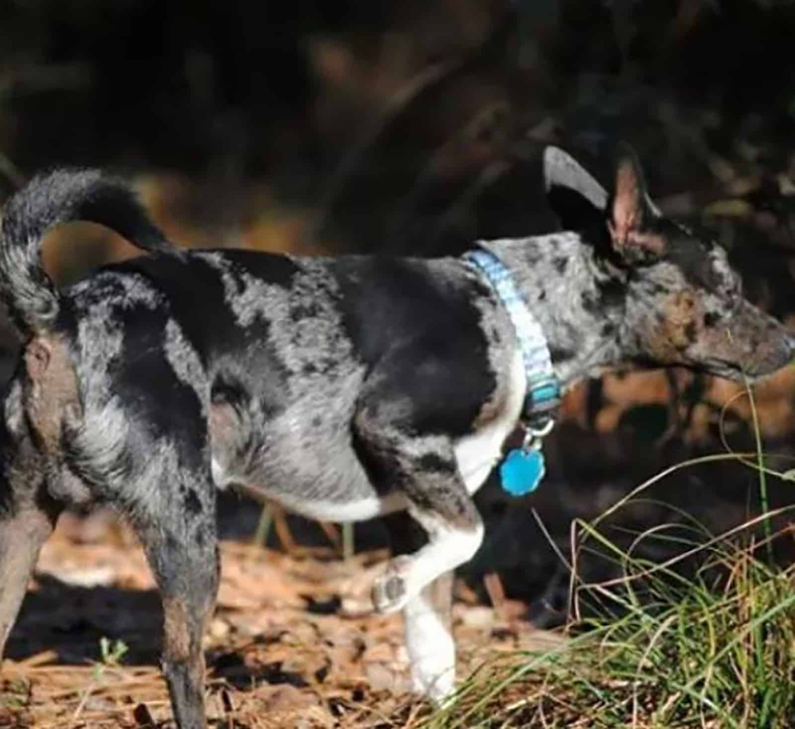 rat terrier merle caminando en el bosque