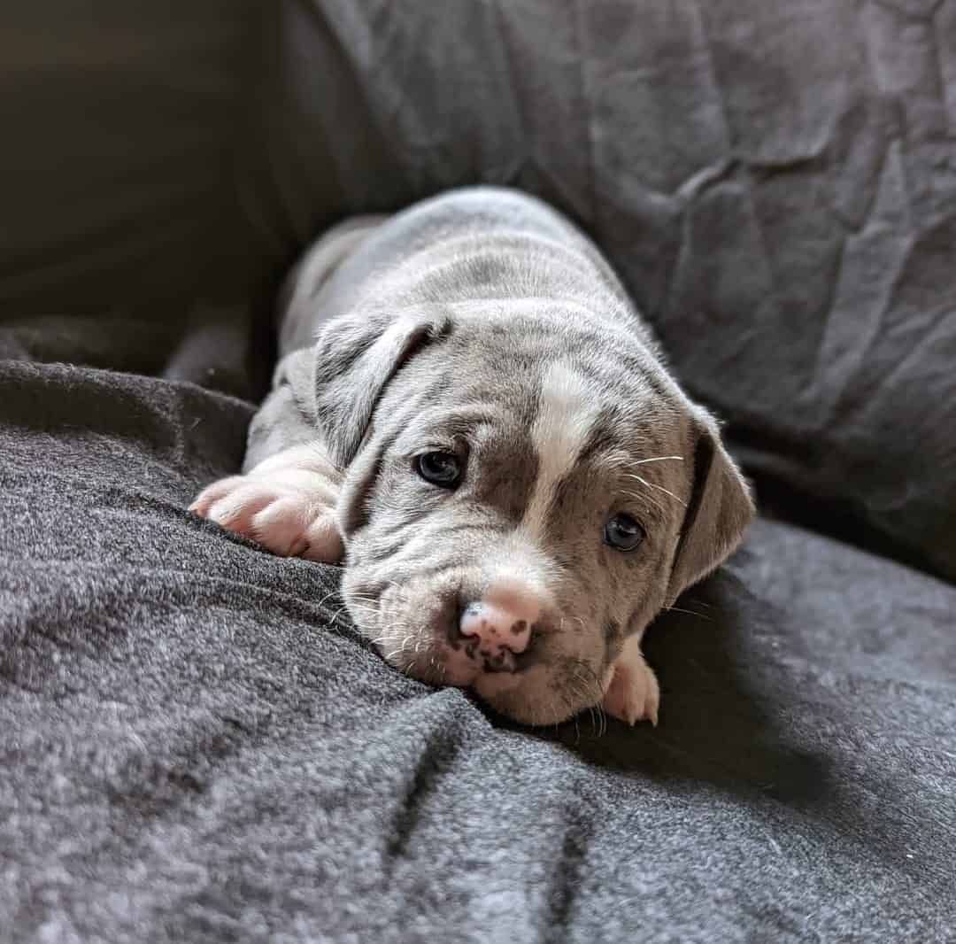 staffy merle