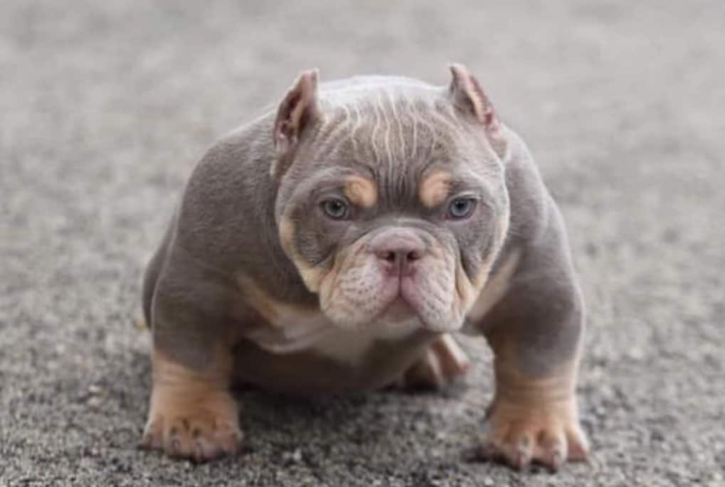 pitbull micro
