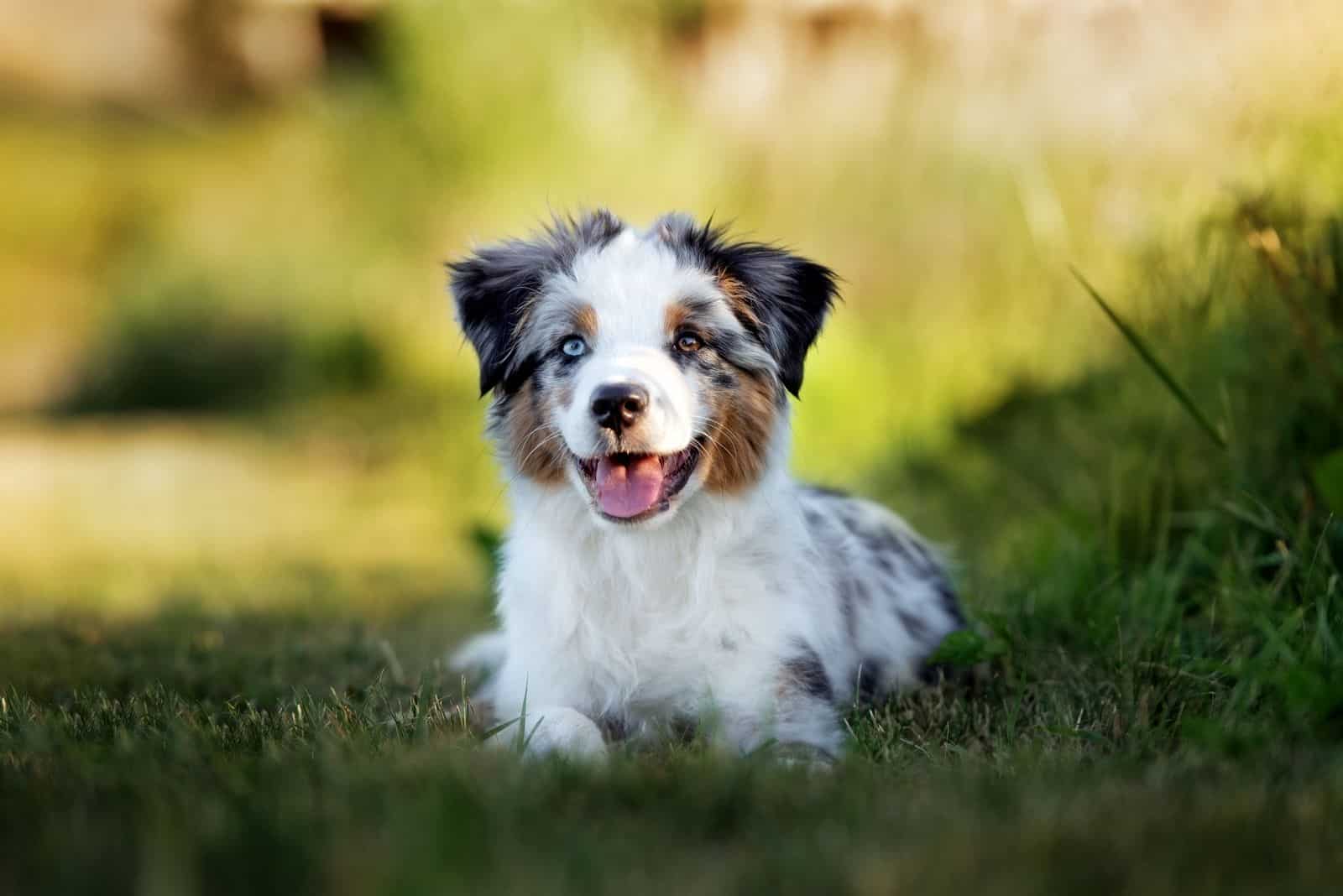 cachorro mini pastor australiano tumbado en el suelo del bosque