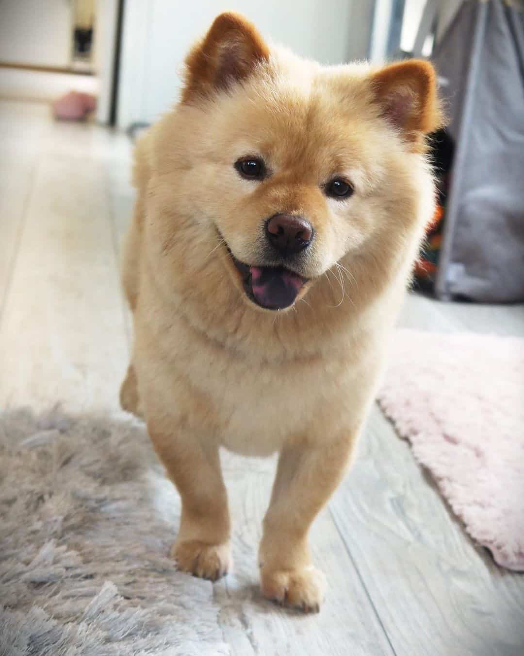 mini chow chow en la sala de estar