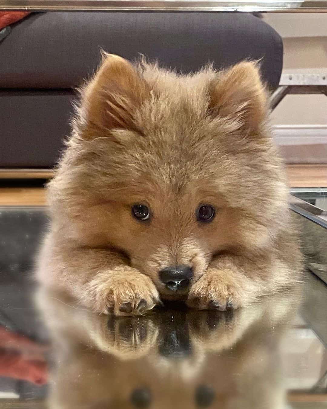 mini chow chow tumbado