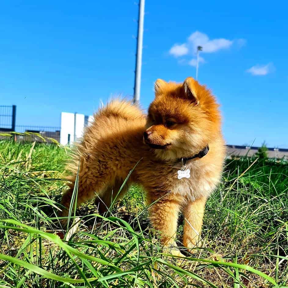 mini chow chow de pie sobre la hierba