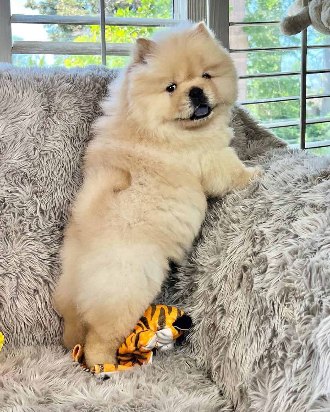 mini chow chow en el sofá