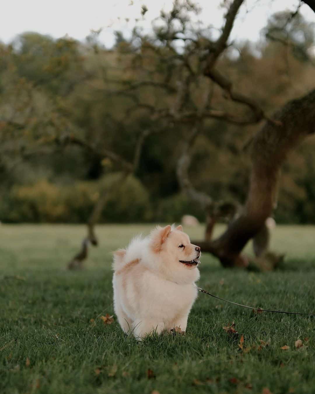 mini chow chow de pie en la naturaleza