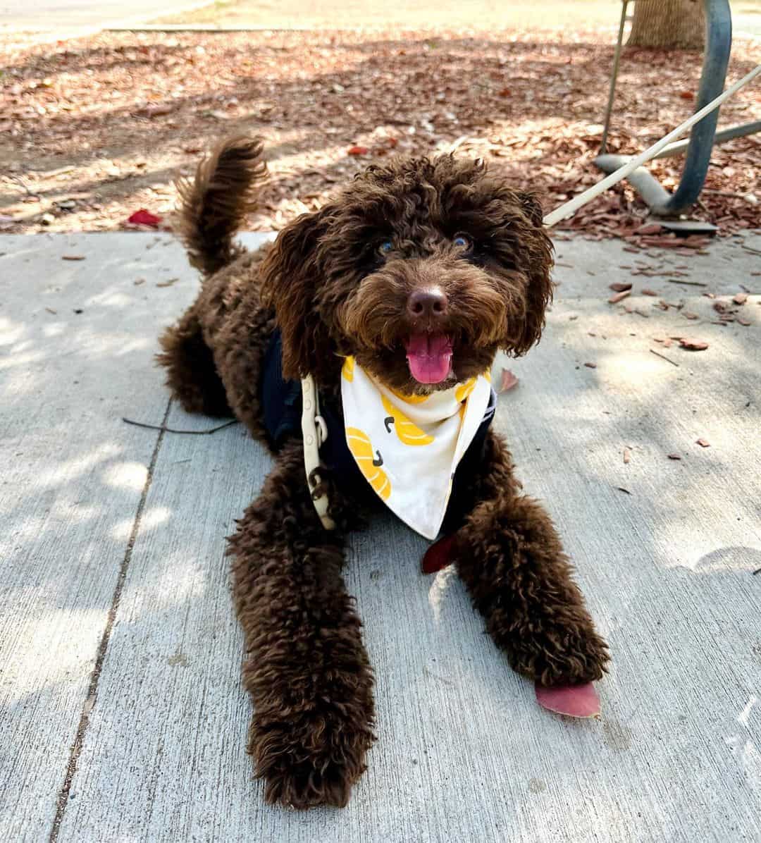 perro mini double doodle marrón