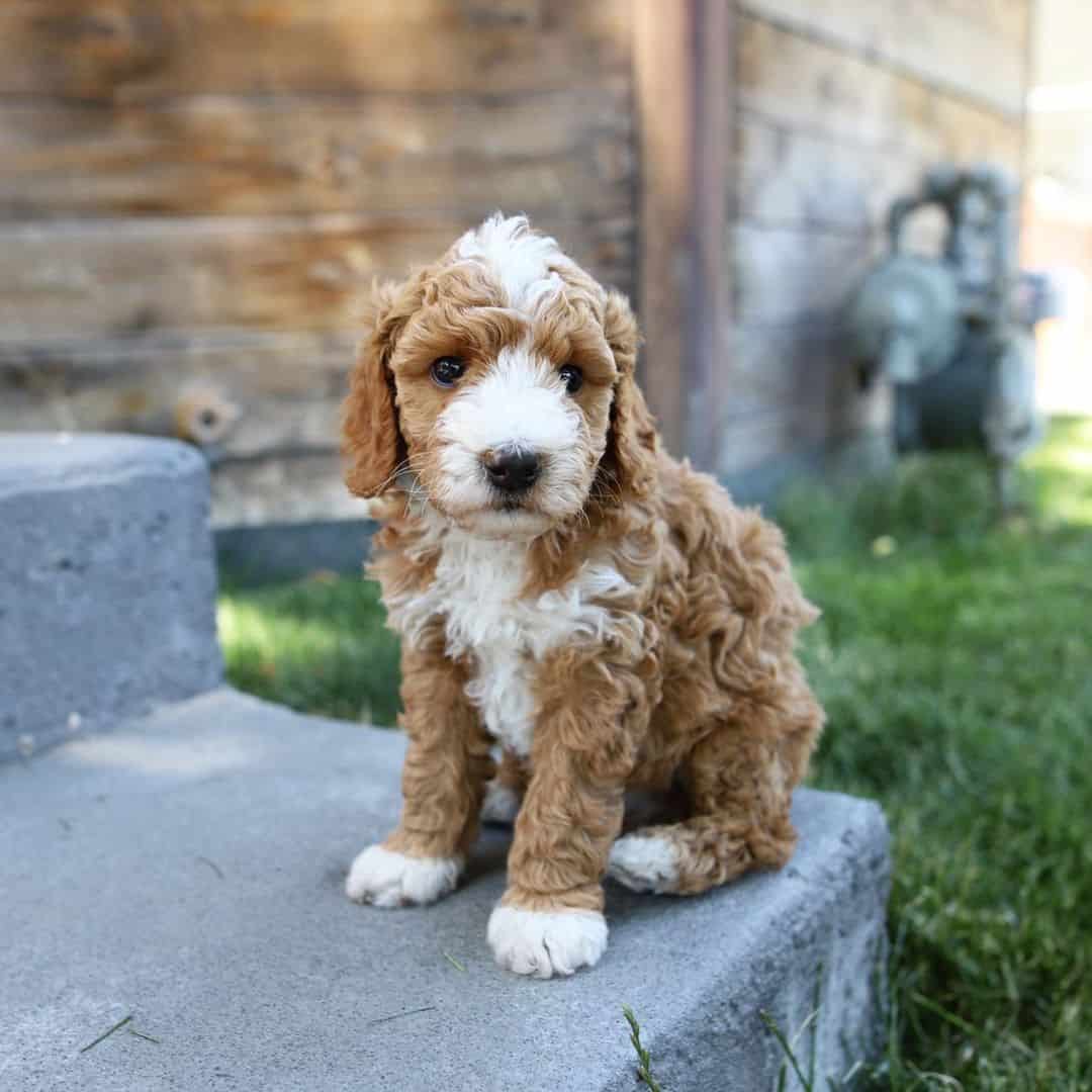 cachorro mini double doodle