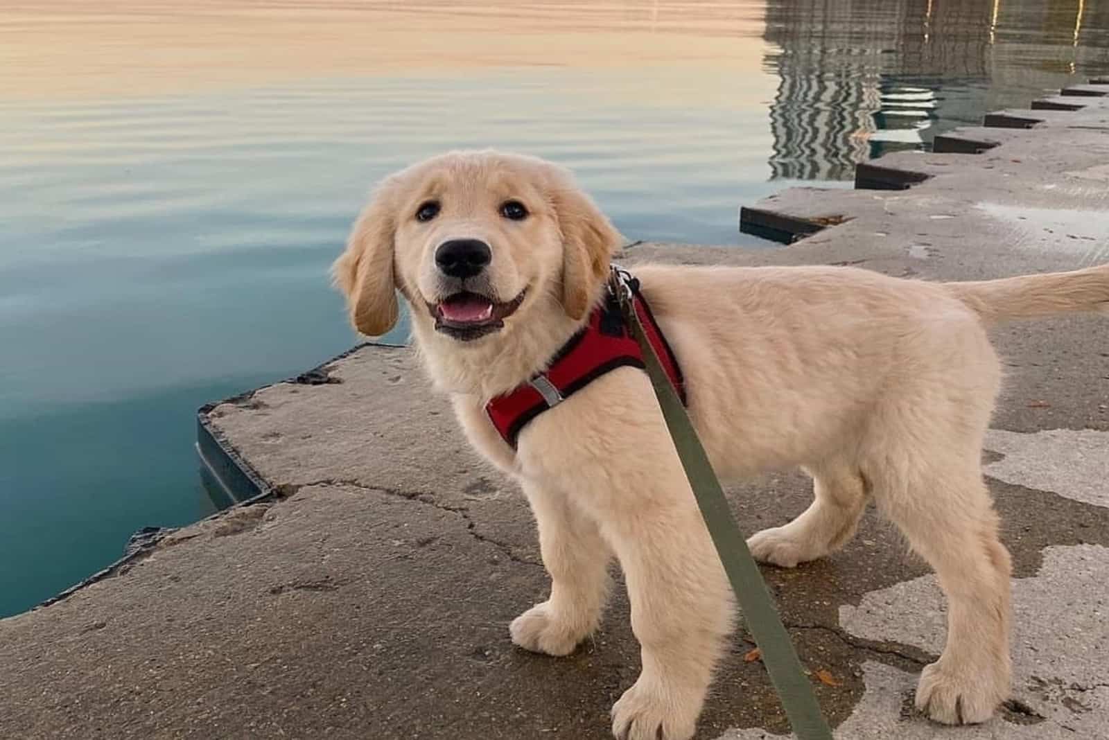 criadores de mini golden retriever