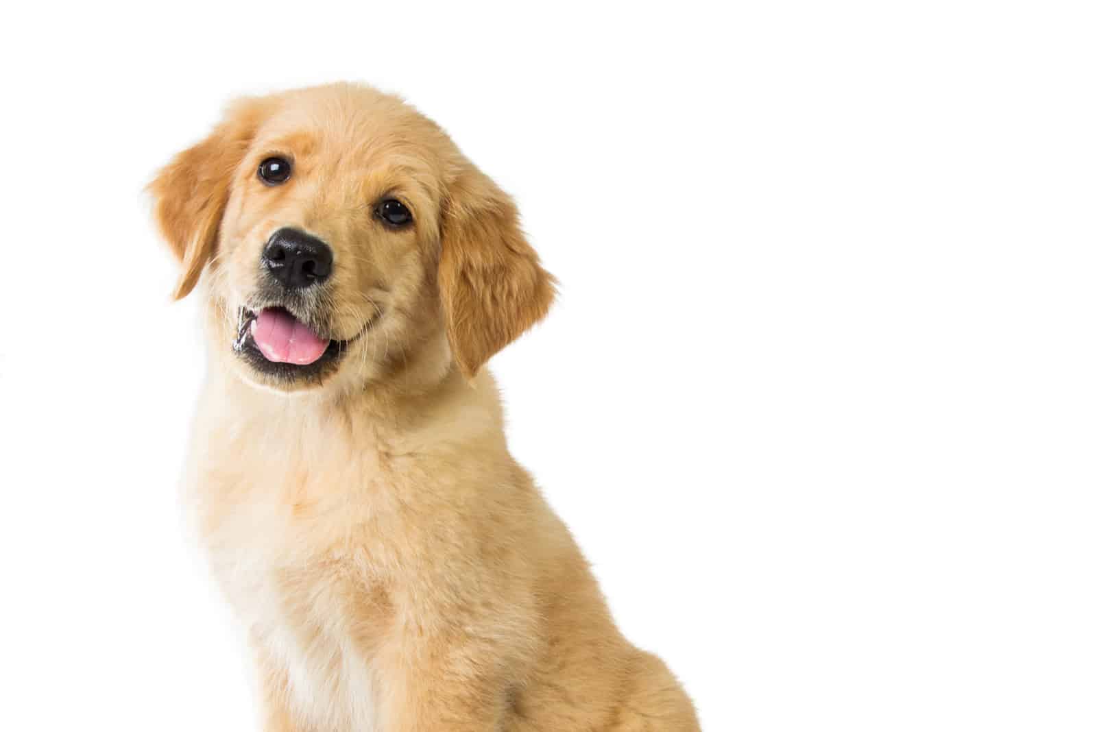 mini golden retriever sentado con fondo blanco