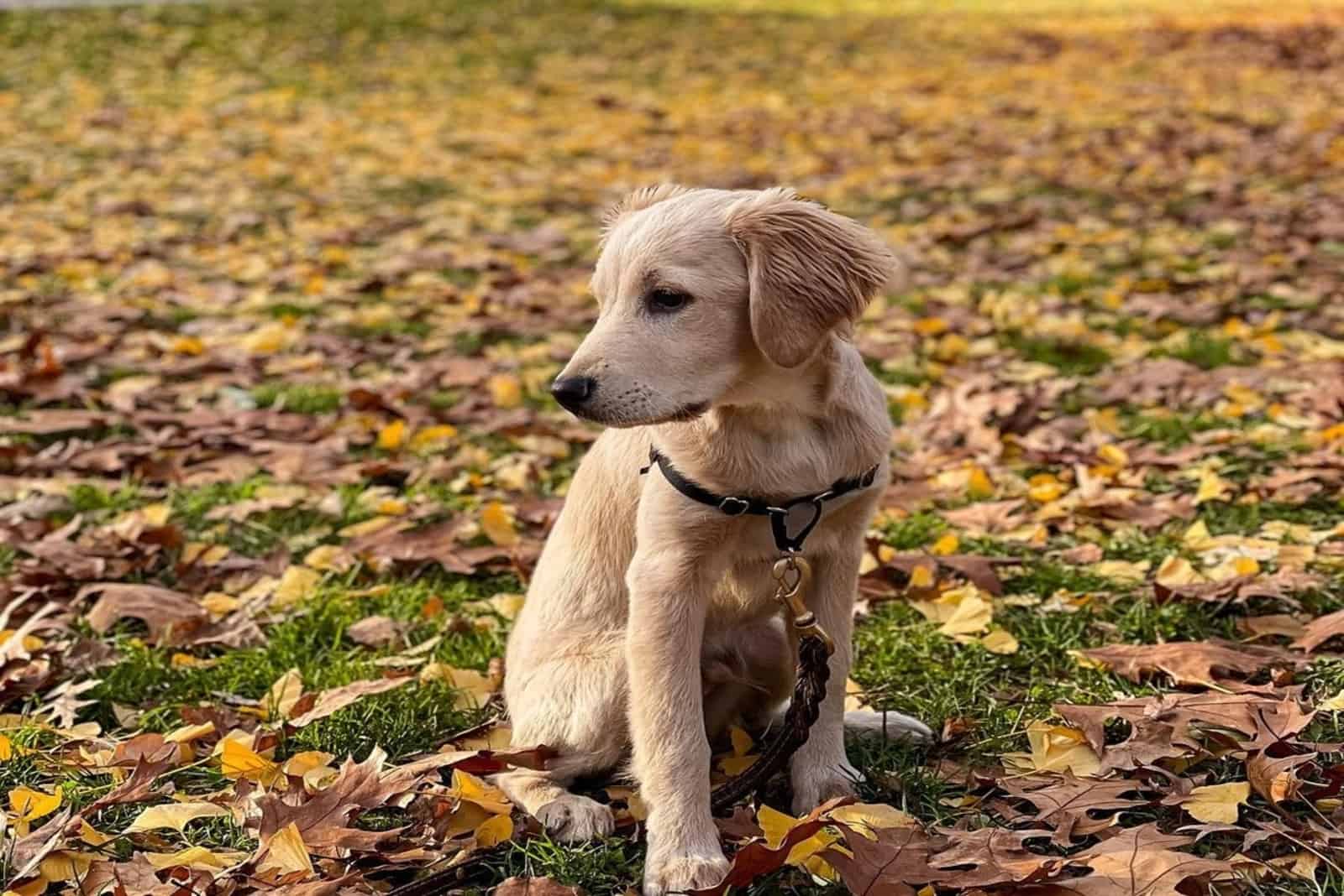 mini golden retriever de pie al aire libre mirando lejos