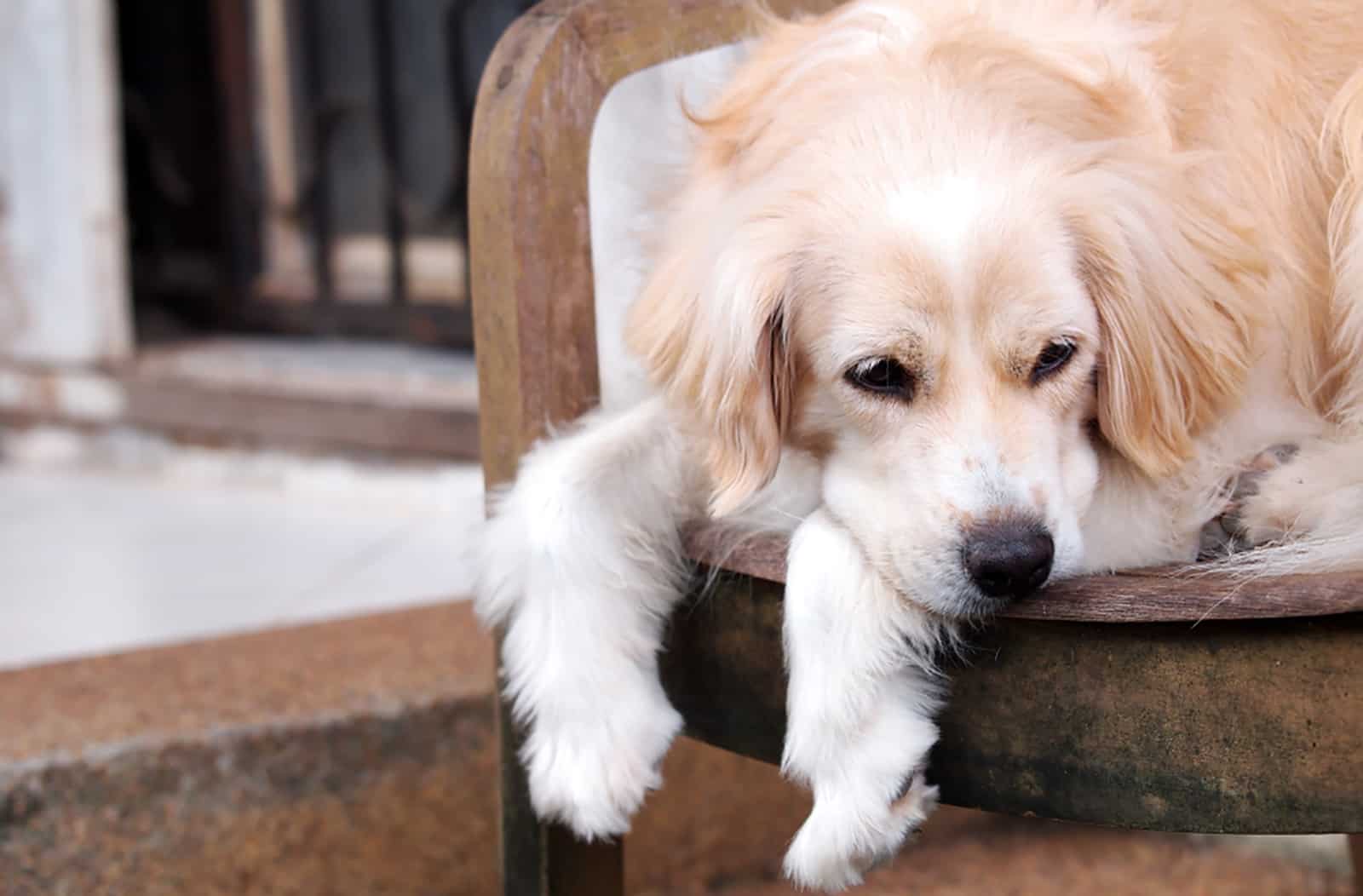 mini golden retriever acostado en la silla