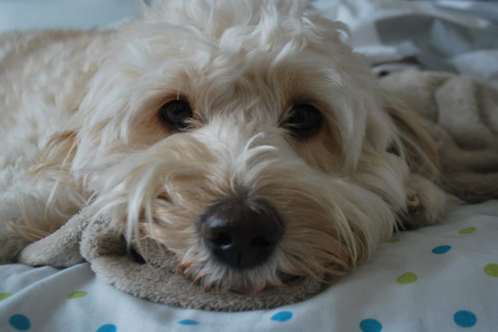 mini goldendoodle acostado en la cama