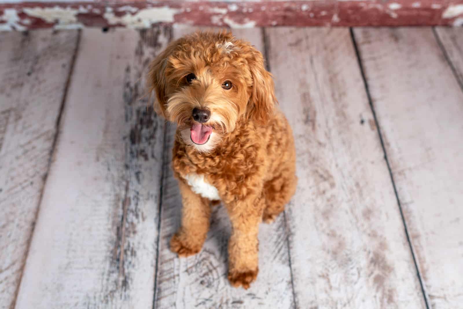 Mini Goldendoodle sentado en el suelo