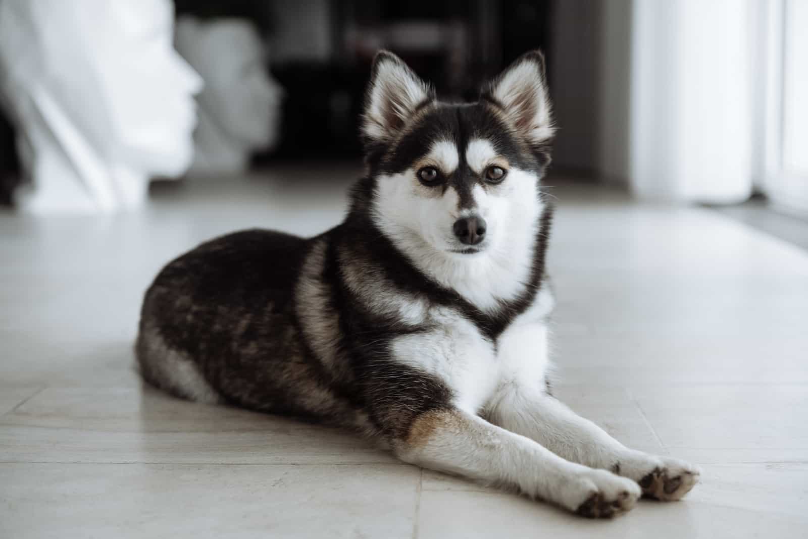mini husky sentado en el piso