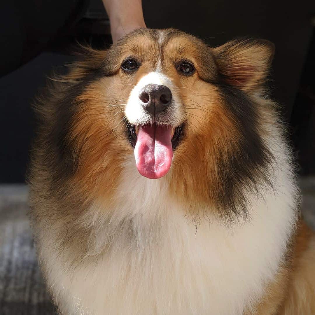retrato de mini sheltie