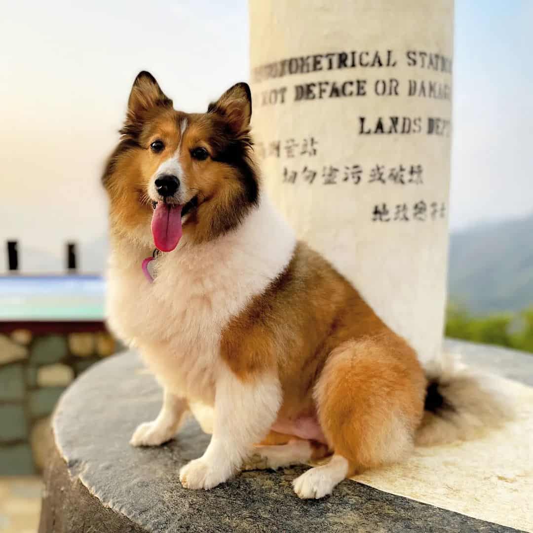retrato de mini sheltie
