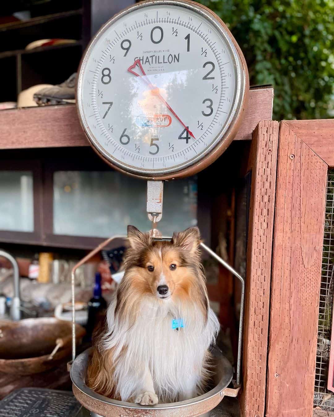 perro pastor de shetland miniatura en una balanza