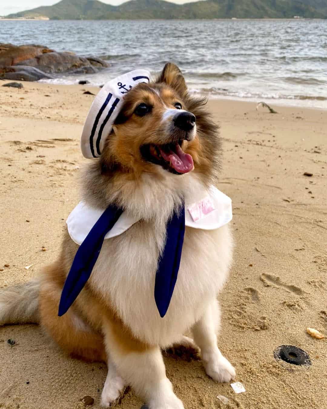 perro pastor de shetland miniatura llevando un disfraz de marinero