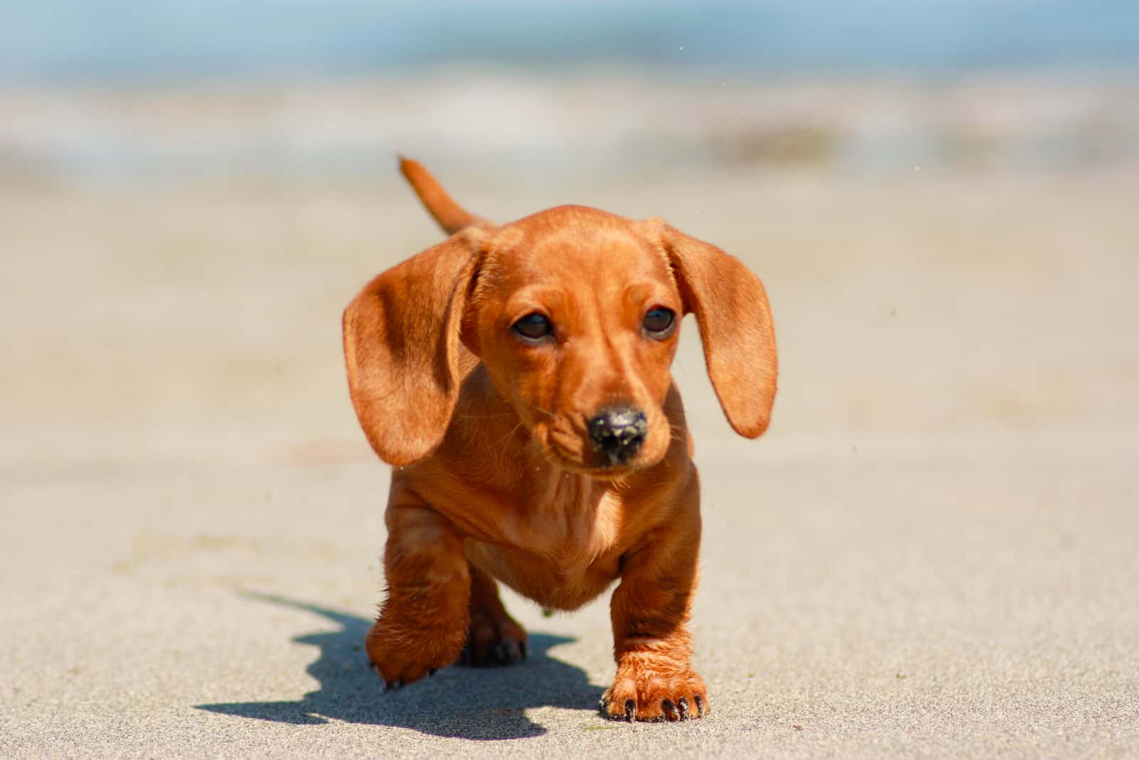 dachshund miniatura caminando en la arena