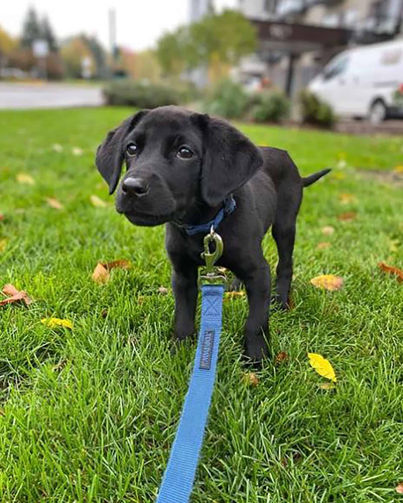 cachorro de labrador miniatura con correa