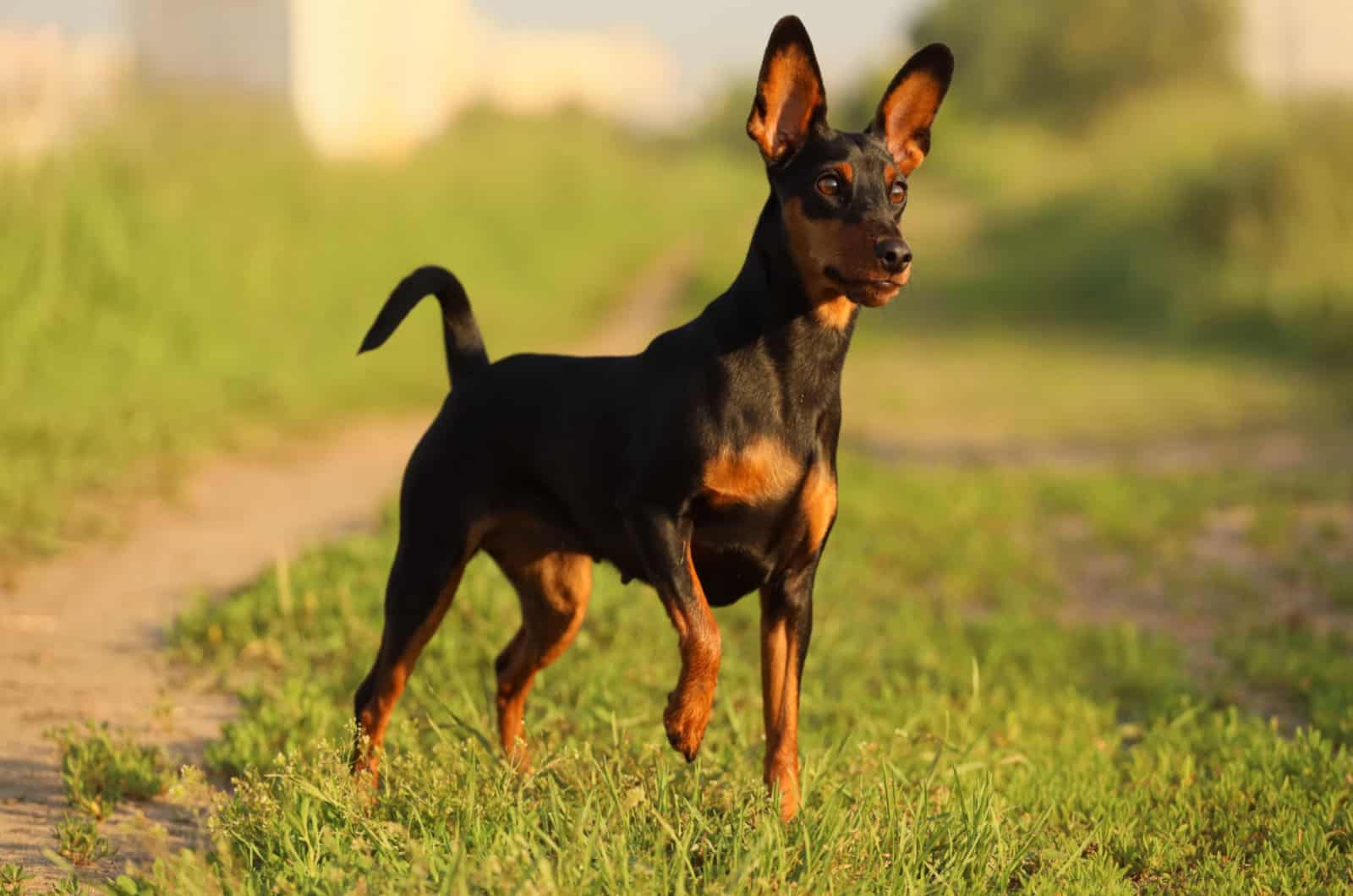 pinscher miniatura en la naturaleza
