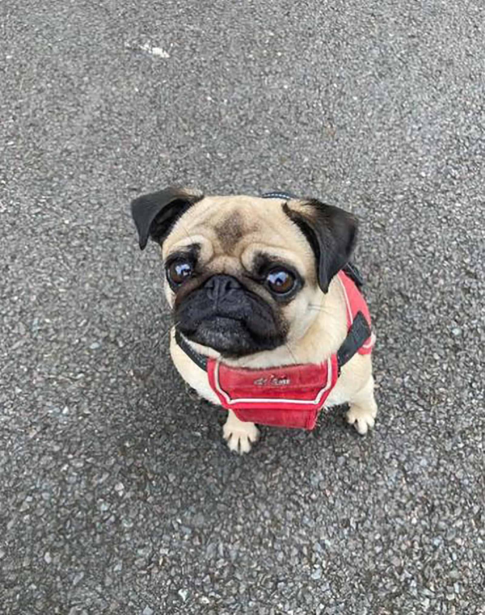 pug miniatura sentado en la carretera