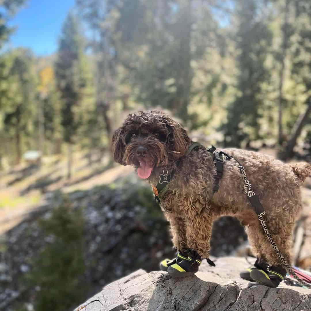 schnoodle miniatura