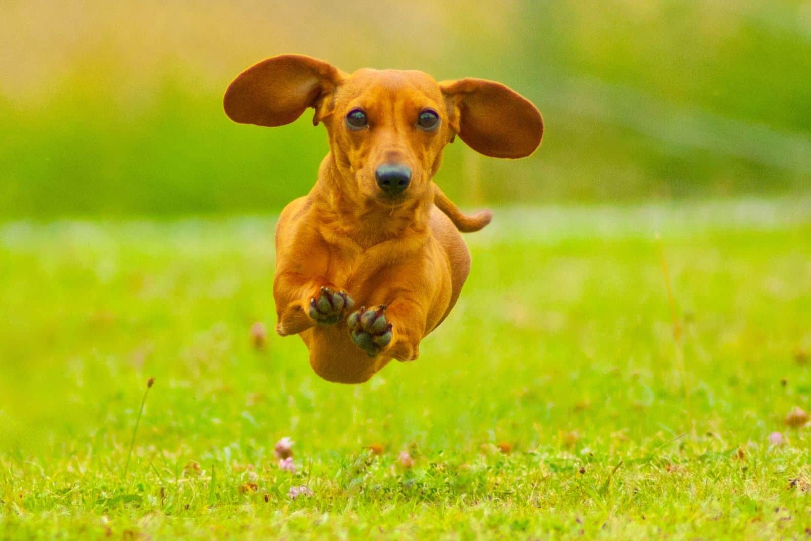 dachshund miniatura de pelo liso volando en el aire