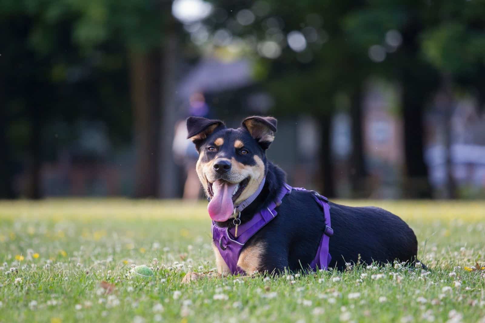 Mezcla de perro rottweiler y corgi acostado en el césped