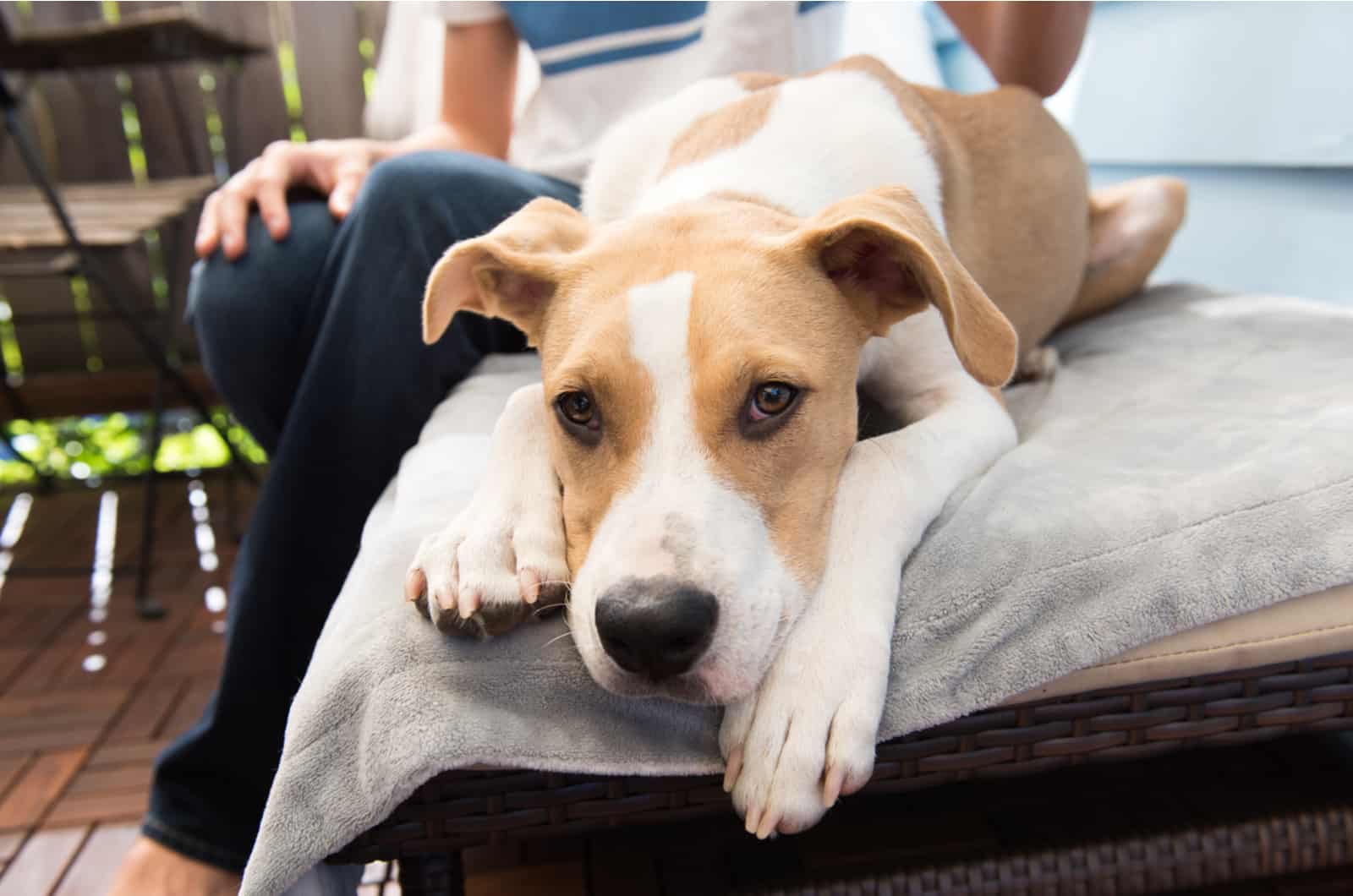perro mestizo se sienta junto al dueño