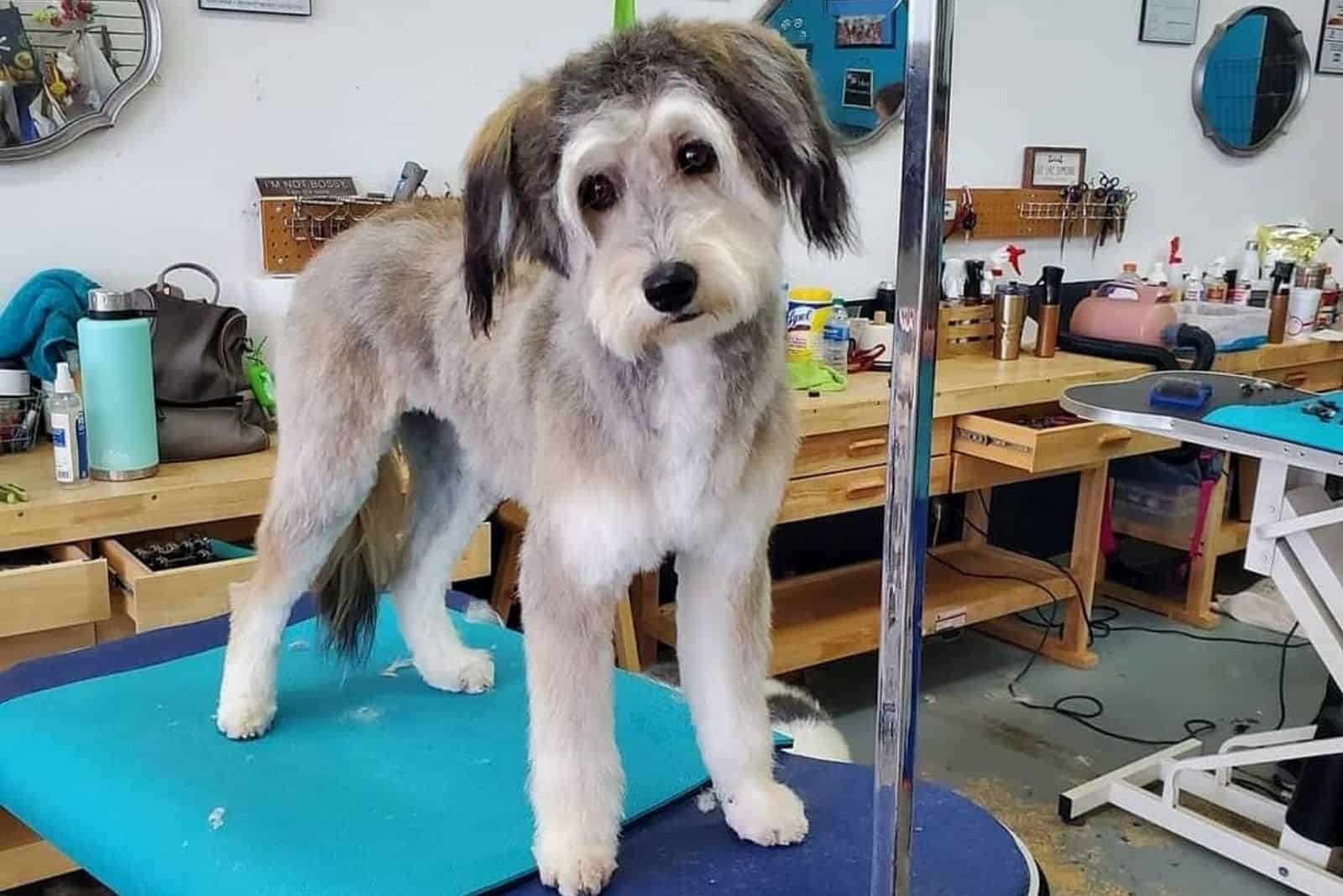 perro mixto en salón de aseo en acicalamiento