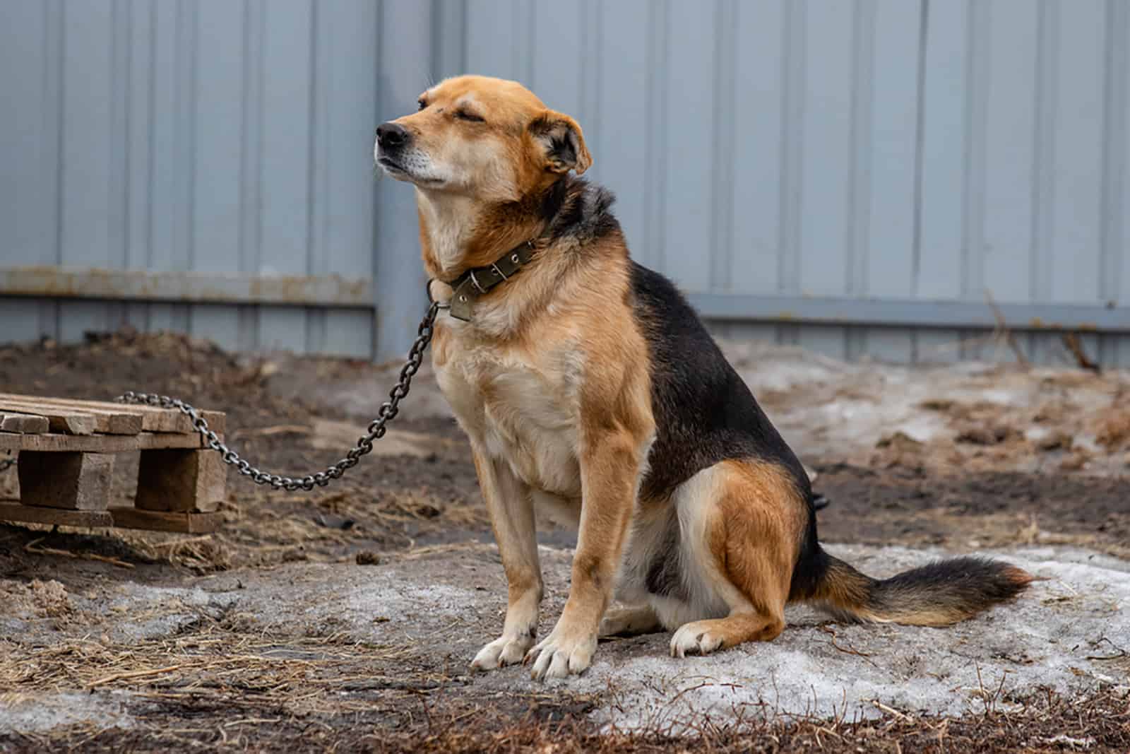 un perro mestizo atado a una cadena se sienta en un día de invierno en la calle