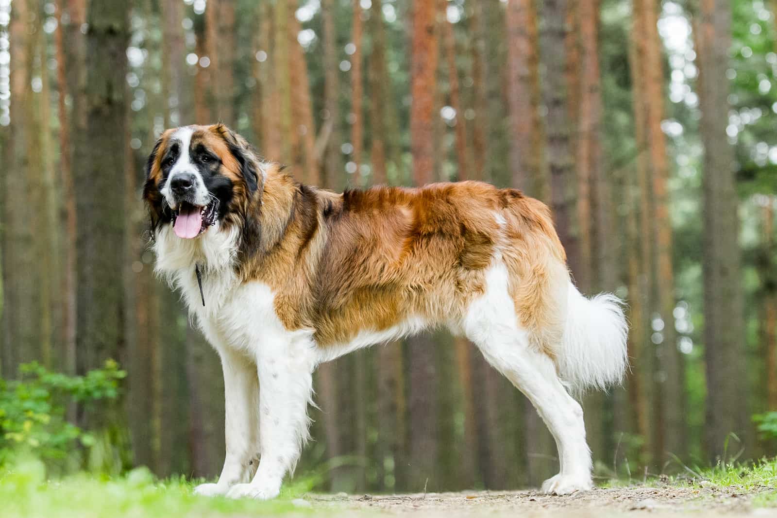 perro de guardia de Moscú de pie en el camino cerca del bosque