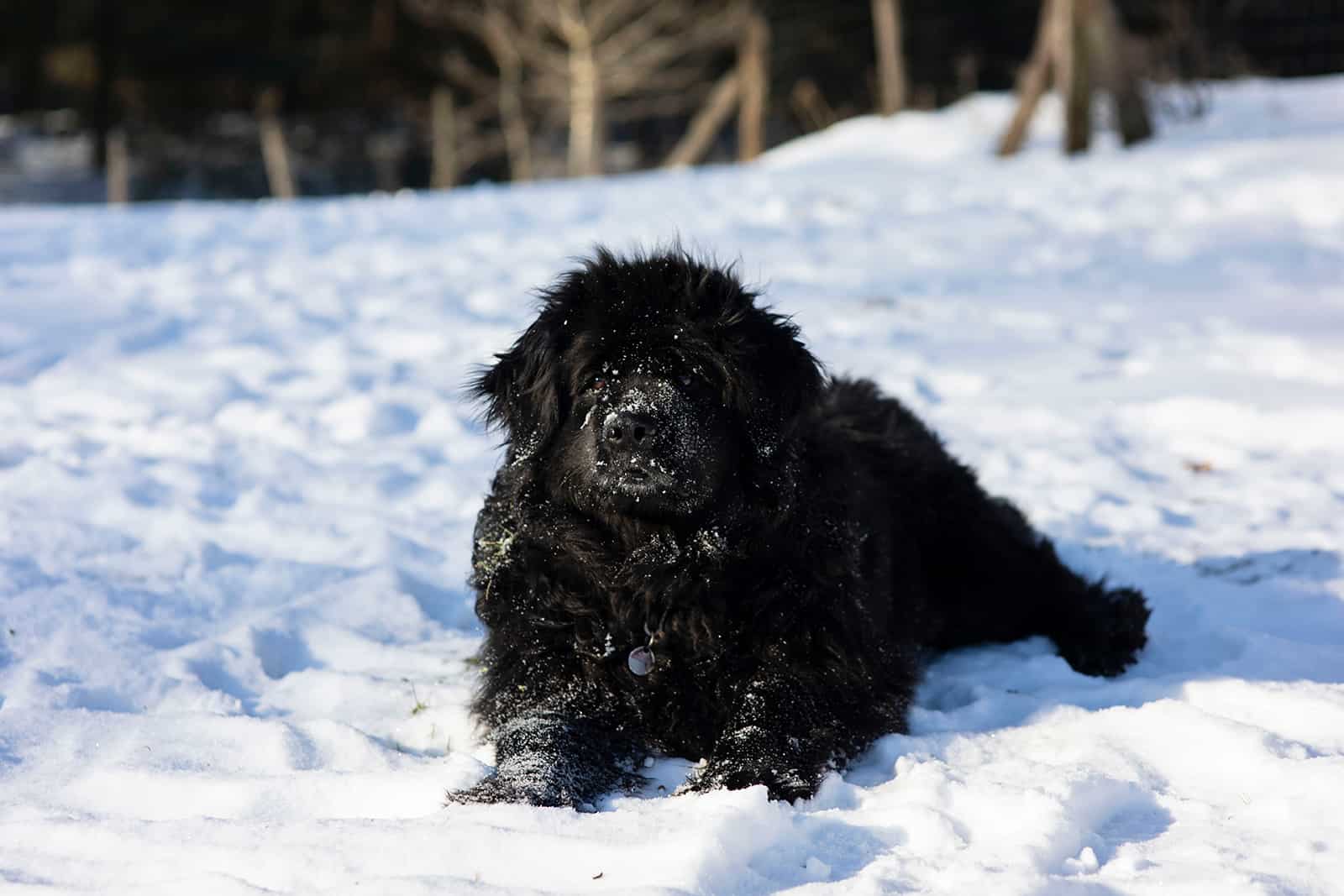 perro de agua moscovita en la nieve
