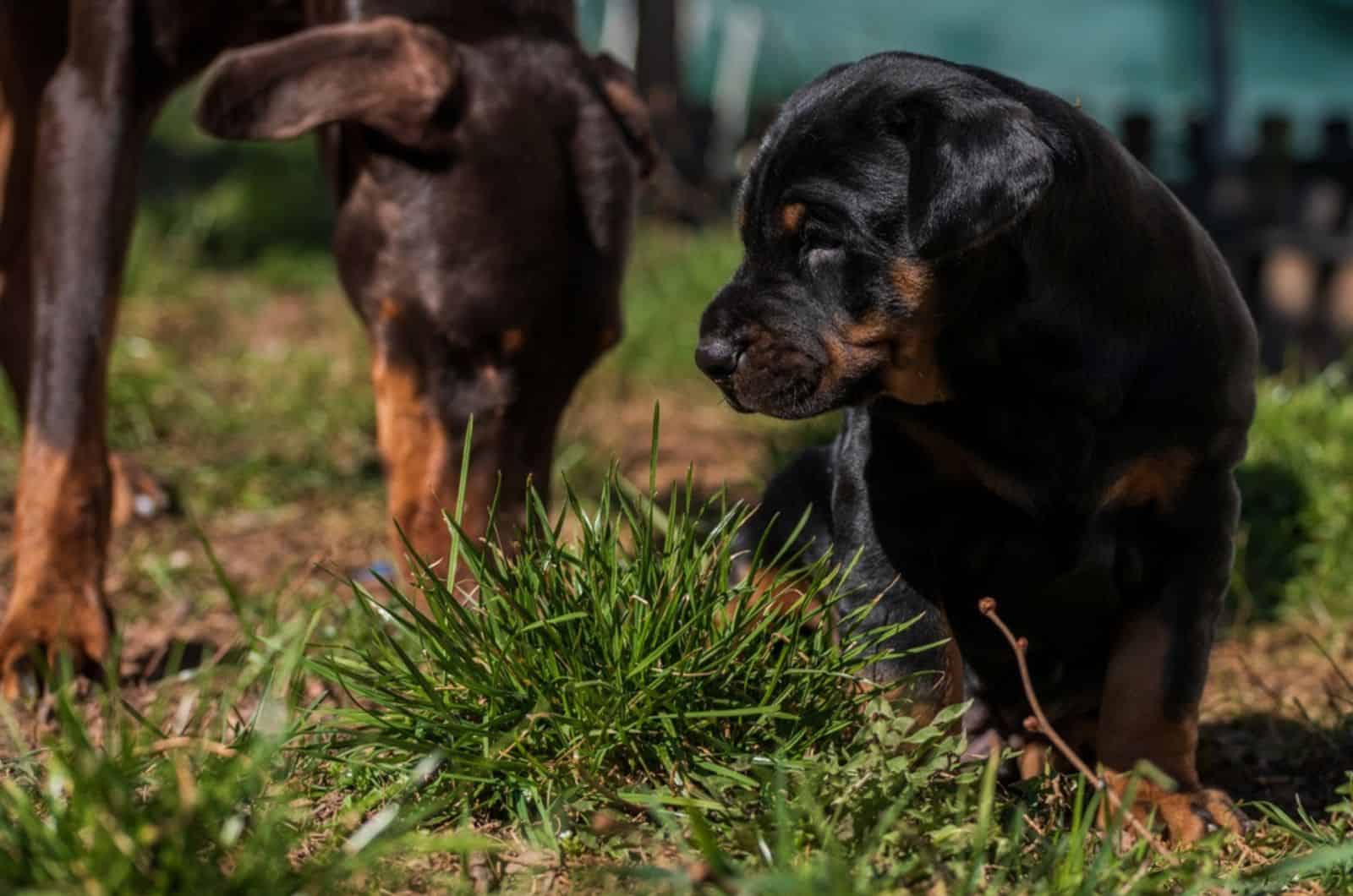 madre y cachorro doberman en el jardín