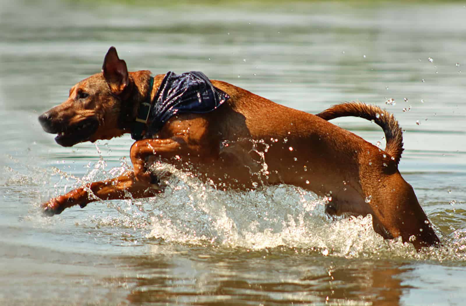 perro mountain cur nadando en el río