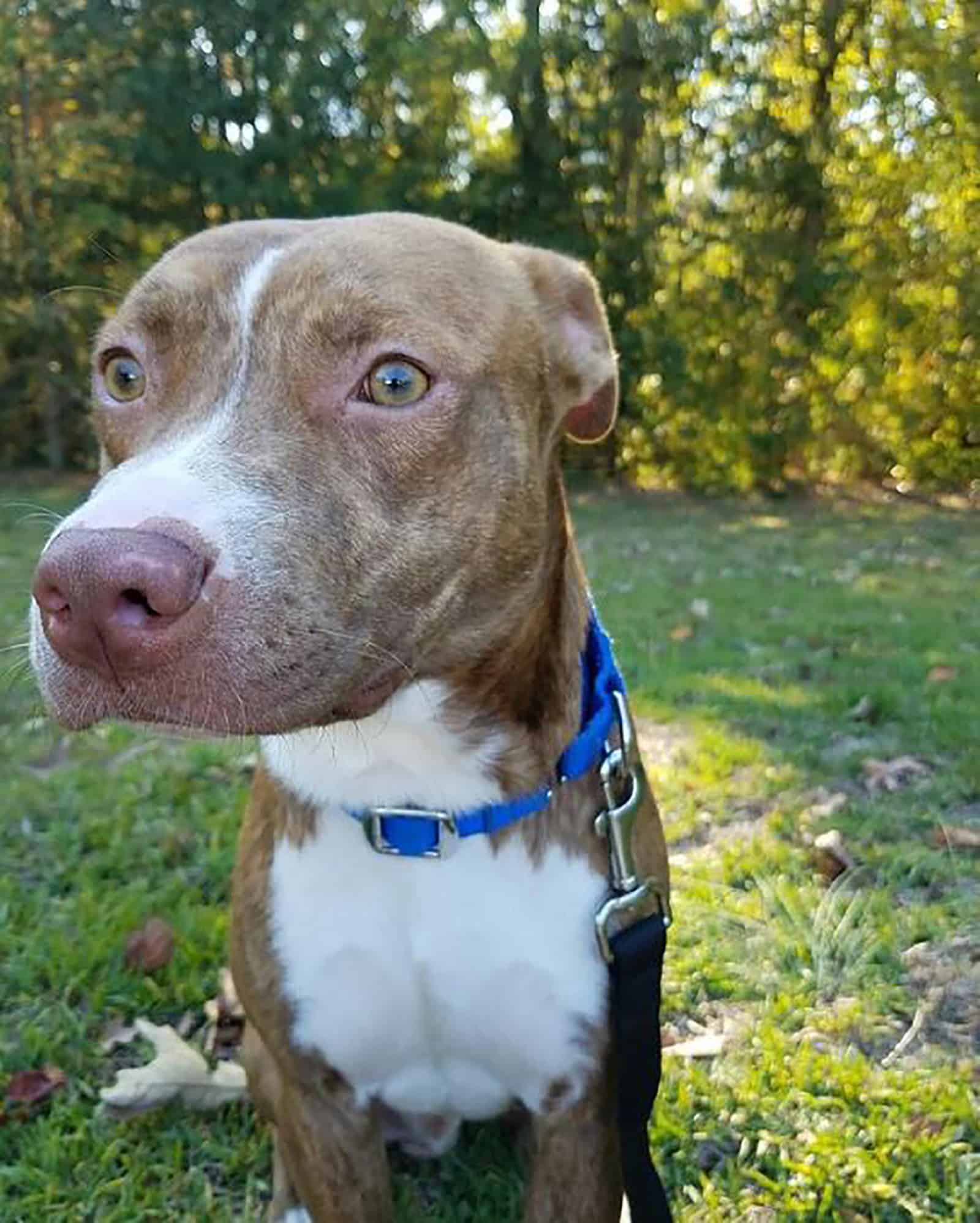 perro montaña cur pitbull sentado en el parque en un día soleado