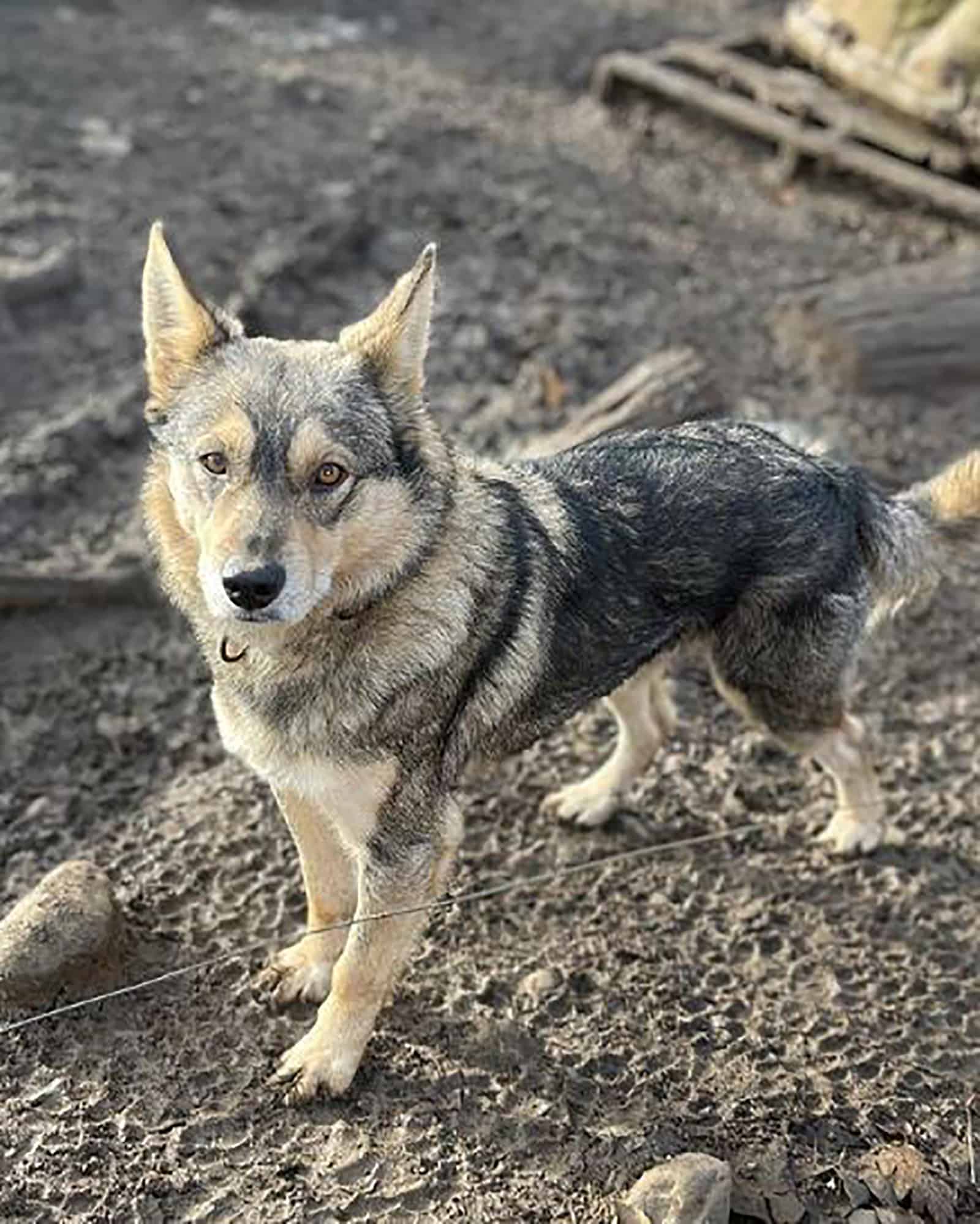 Perro nativo americano al aire libre