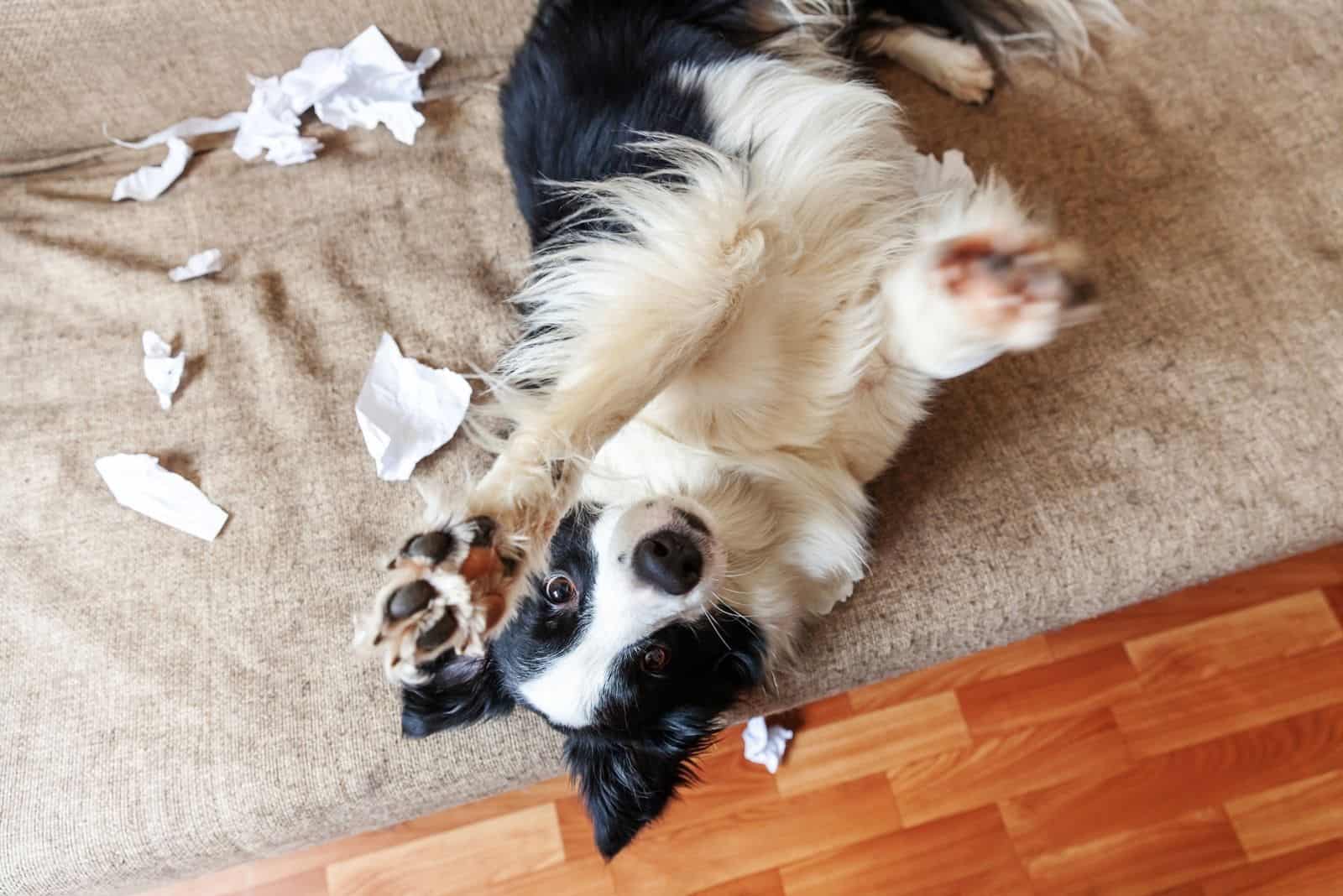 cachorro travieso y juguetón haciendo travesuras con papel higiénico