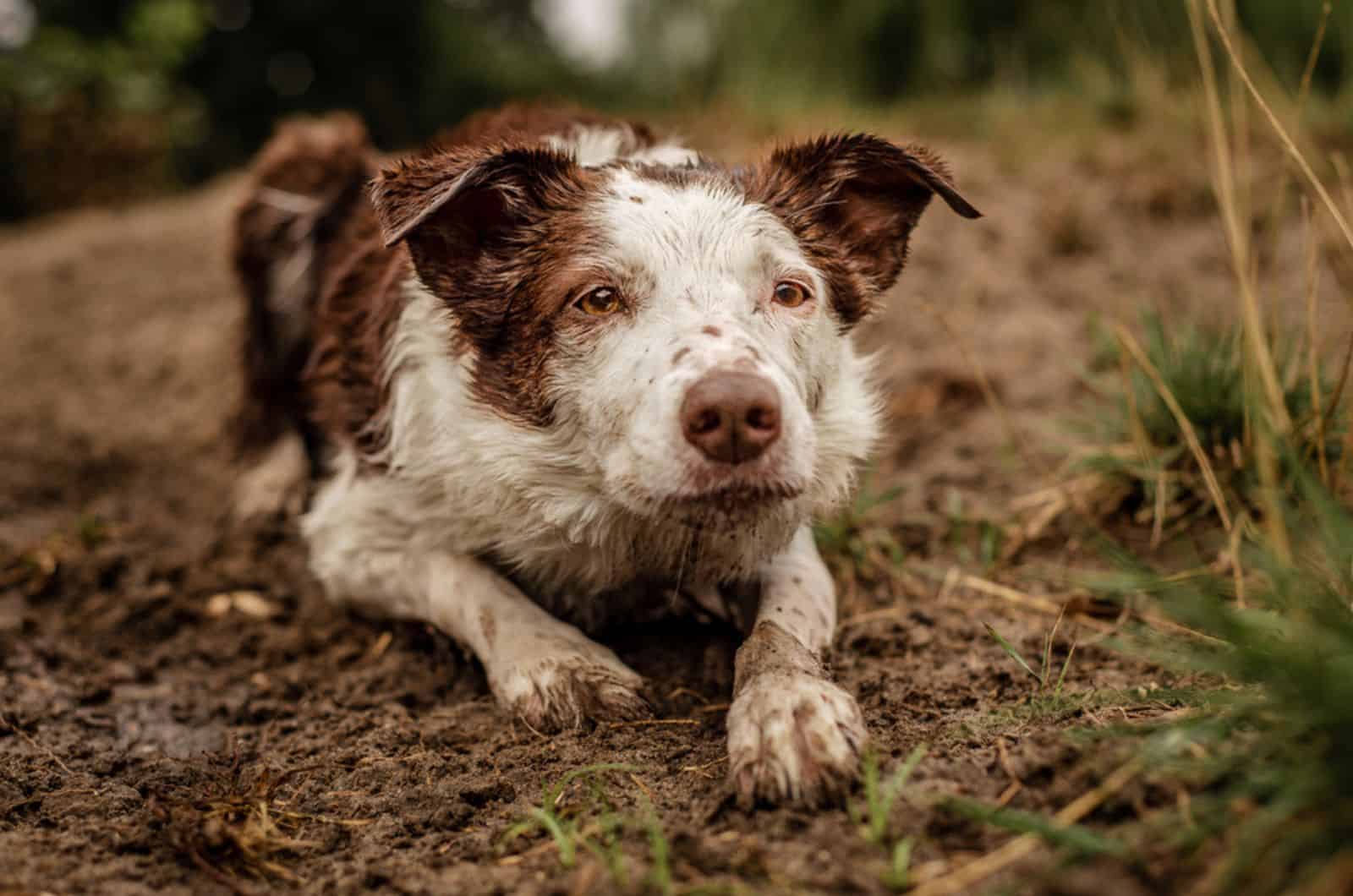 Border Collie marrón y blanco neurótico tumbado en el barro
