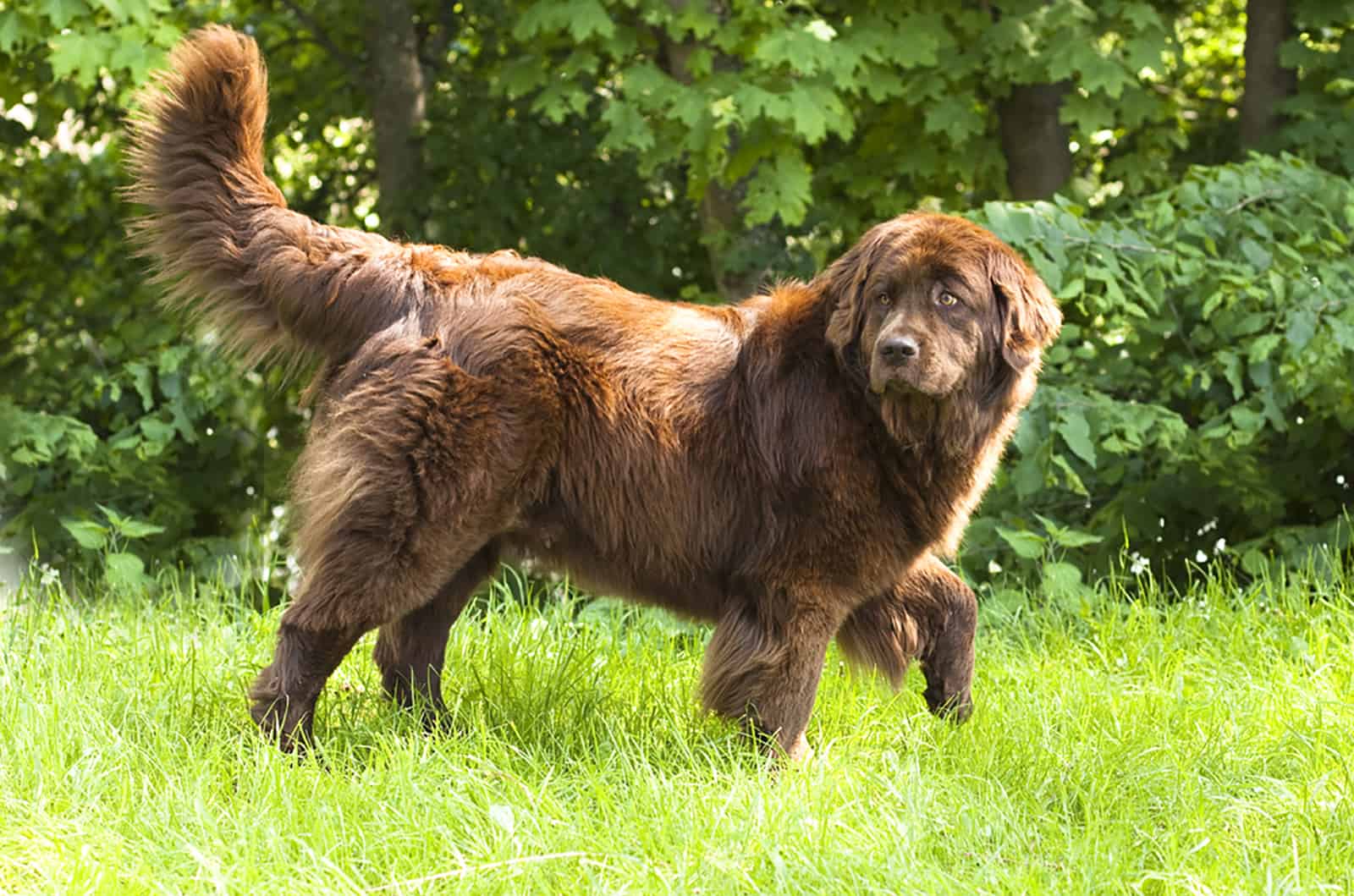 perro terranova de pie en la hierba