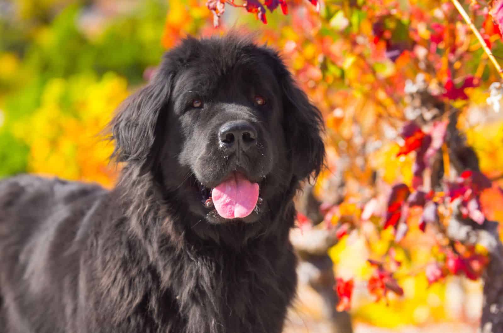 perro terranova en la naturaleza