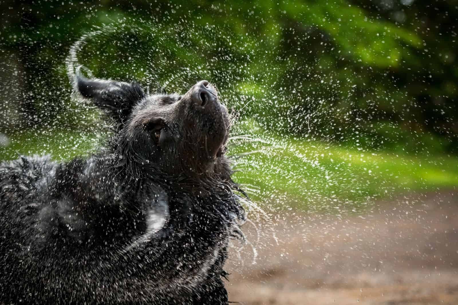 terranova y golden retriever sacudiendo agua de su cabeza
