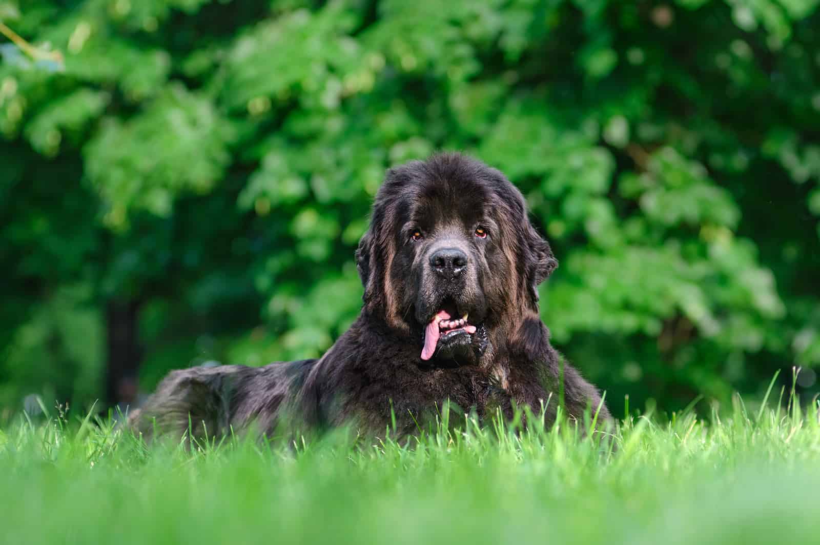 perro terranova sentado en el césped