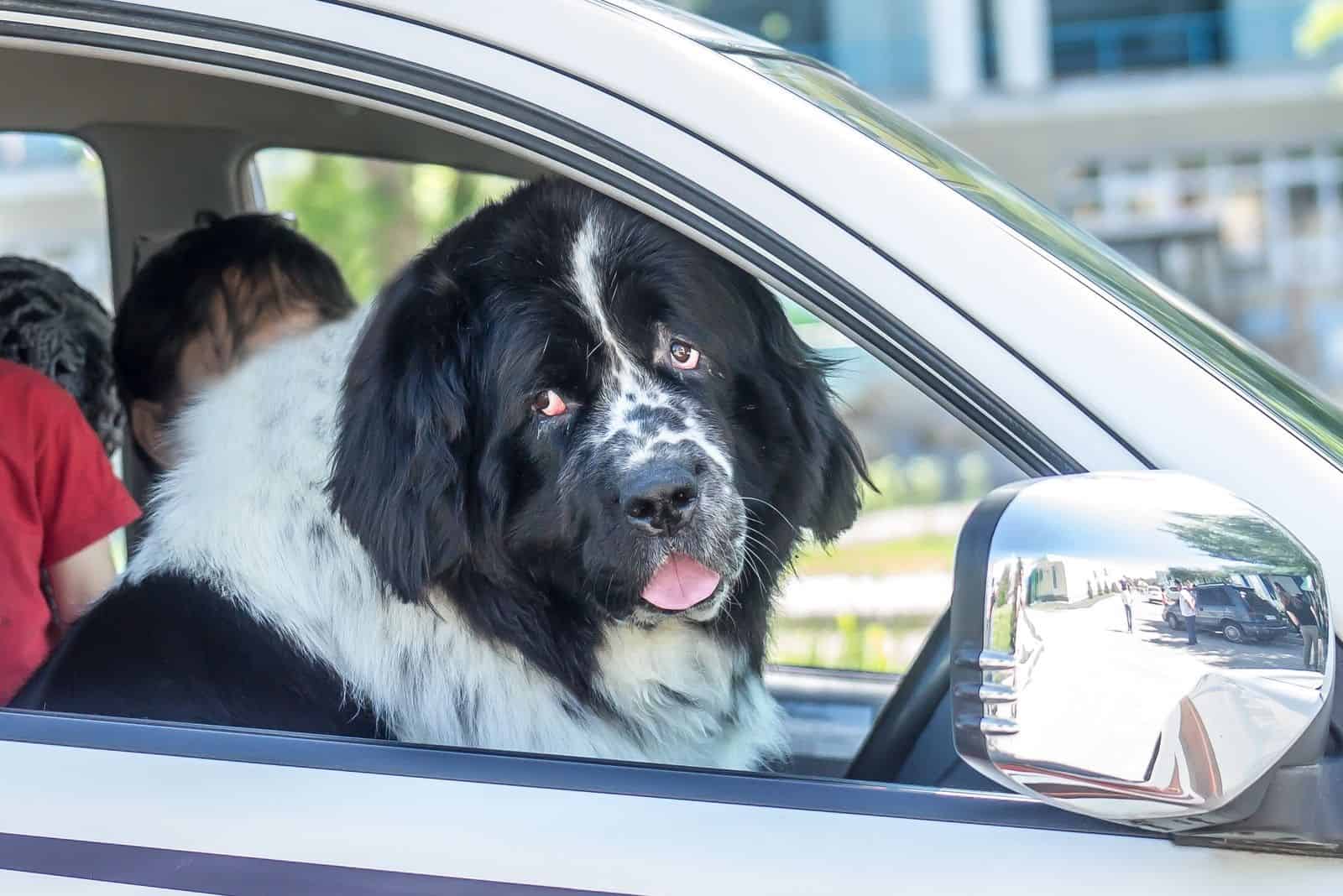perro terranova dentro del coche mirando por la ventana