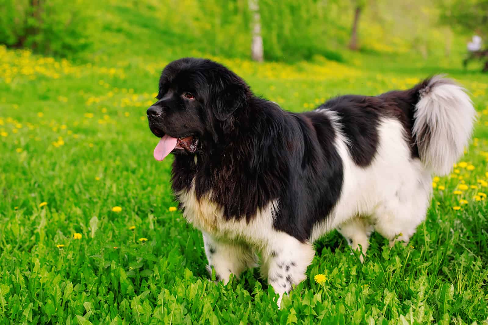 perro de terranova de pie en el césped