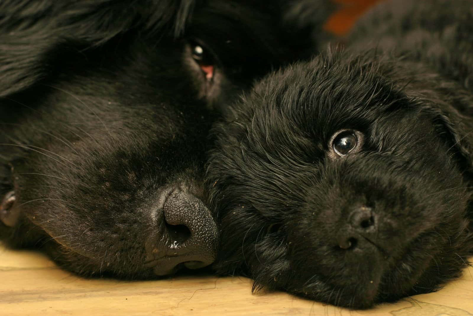 cachorro de terranova y su madre