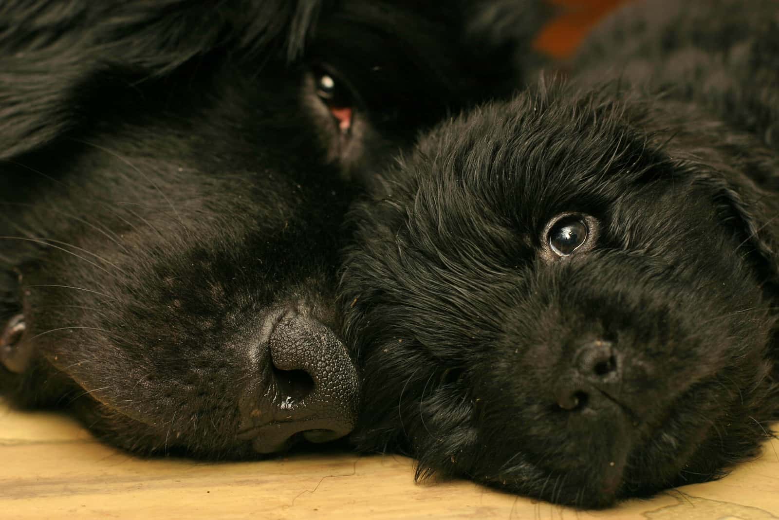 Cachorro Terranova y su madre