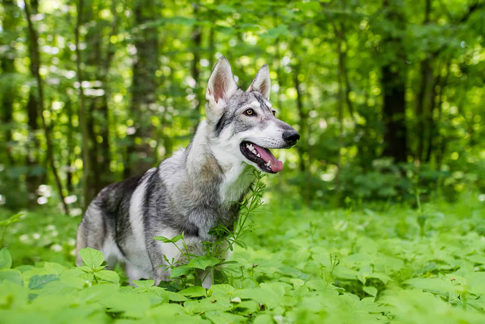 Inuit del Norte en el bosque